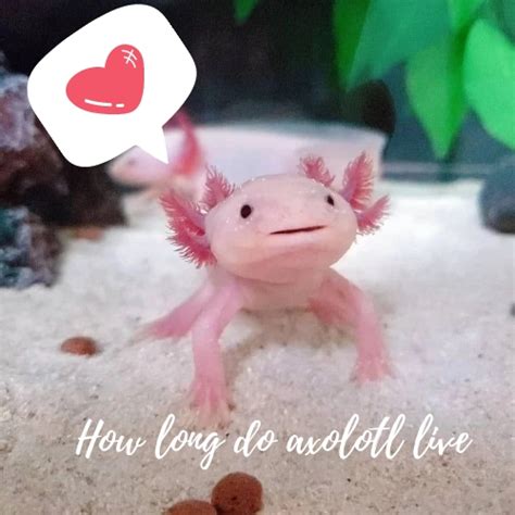 How Long Do Axolotls Live Tips To Ensure A Longer Lifespan Fish Hue