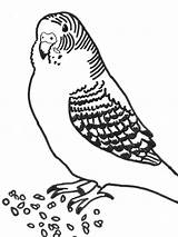 Coloring Printable Parakeet Budgie Parakeets Bird Drawing Printablee Getdrawings Via sketch template