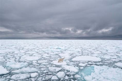 Arctic Sea Ice Day Raises Awareness About The Importance Of Sea Ice