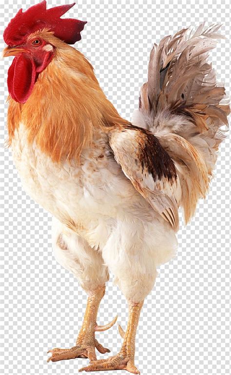 Free Download Brahma Chicken Rooster Poultry Chicken Transparent Background PNG X For