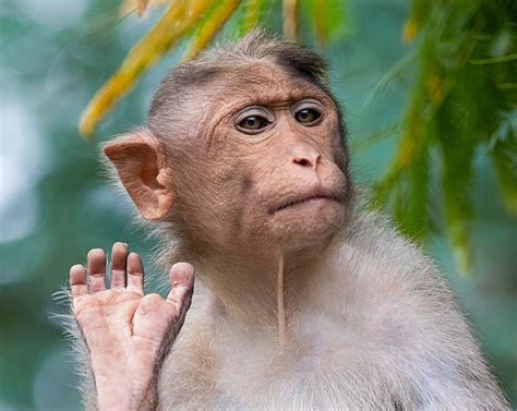 Fotos De Monos En Redes Sociales Motivos Para No Compartirlas