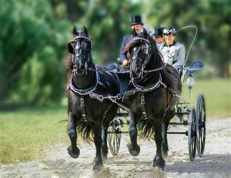 Have You Ever Ridden In Or Driven A Carriage Horses Friesian
