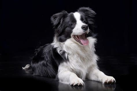 Facts You Need To Know About The Border Collie Lifespan