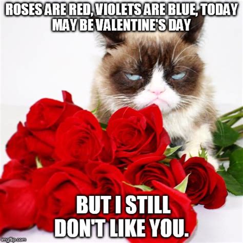 cat meme valentines day ayla thorpe