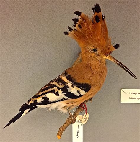 Birds Of Ethiopia Bird Blog Sam Noble Museum