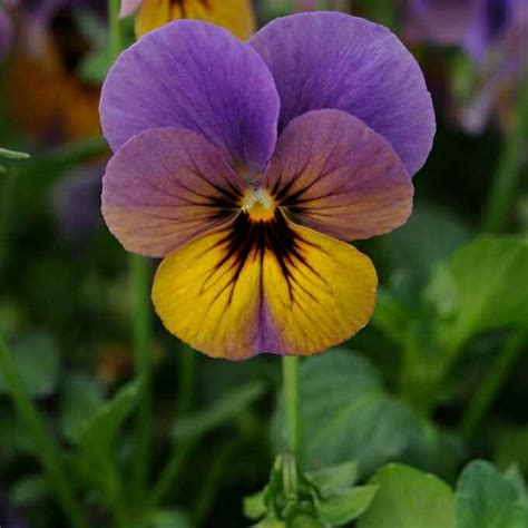 Alcuni colori si declinano sia nel genere che nel numero, altri solo nel numero e altri ancora restano invariabili. Nomi Fiori Viola / Fiori Viola Quali Sono Dove Si Trovano ...