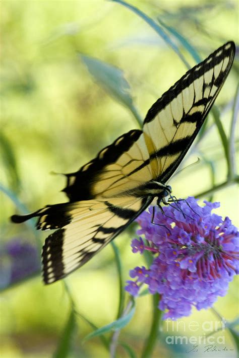 Tiger Swallowtail Butterfly Photograph By Iris Richardson Fine Art