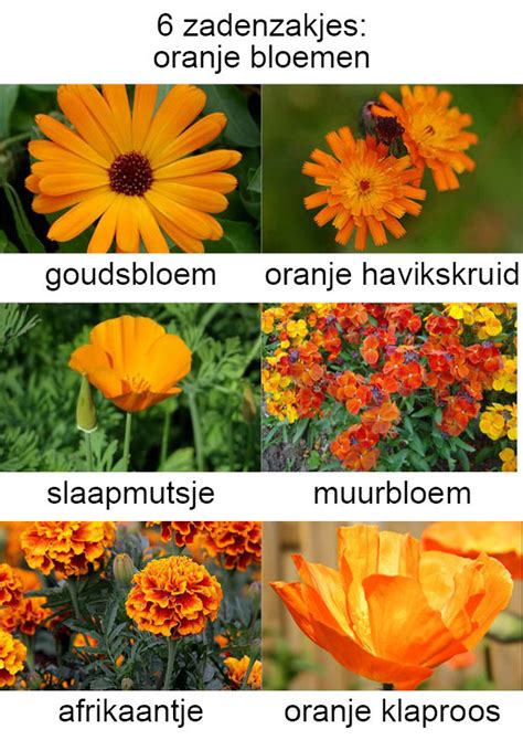 Oranje Bloemen Setje Van 6 Zadenzakjes Tuin Joop