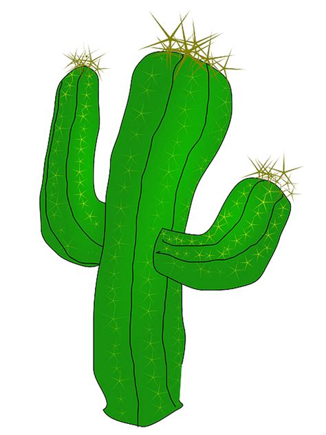 Succulents And Cactus Cactaceae Desert Clip Art Free Images Best