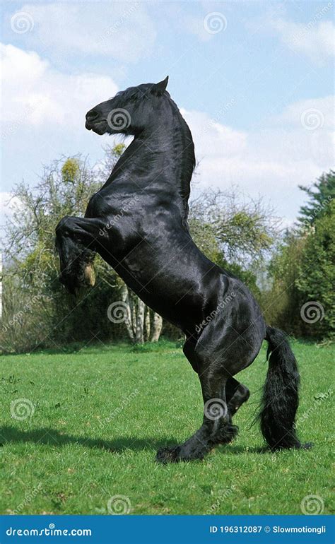 Frisian Horse Standing On Hind Legs Stock Image Image Of Movement