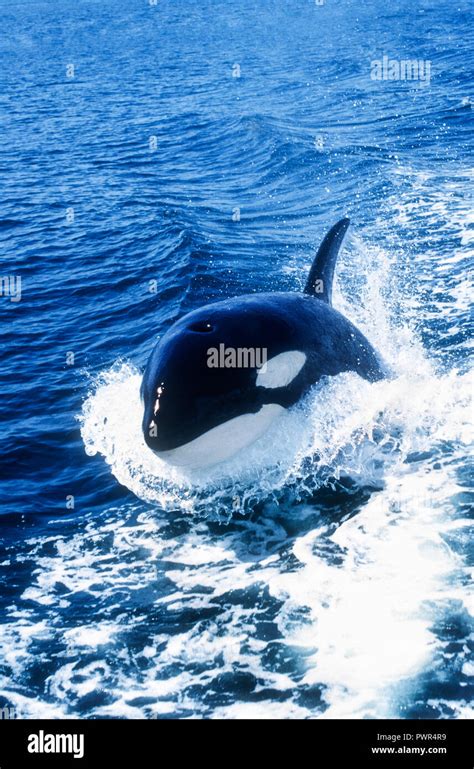 Killer Whale Hi Res Stock Photography And Images Alamy