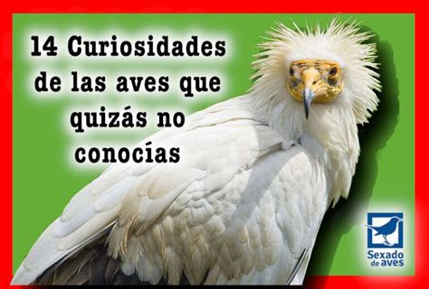 14 Curiosidades De Las Aves Que Quizás No Conocías