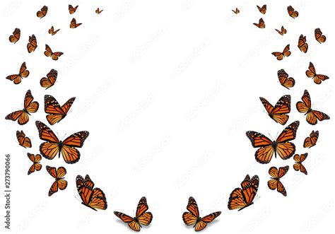 Beautiful Purple Monarch Butterfly Isolated On White Background My