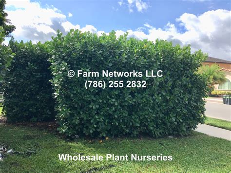 Florida Clusia Hedge Wholesale Plants Clusia Wholesale Plant Nursery