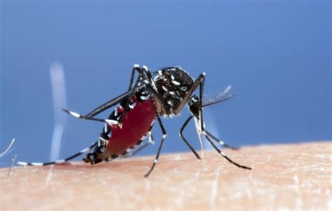 Asian Tiger Mosquito Female Feeding Bild Kaufen 11617415 Science