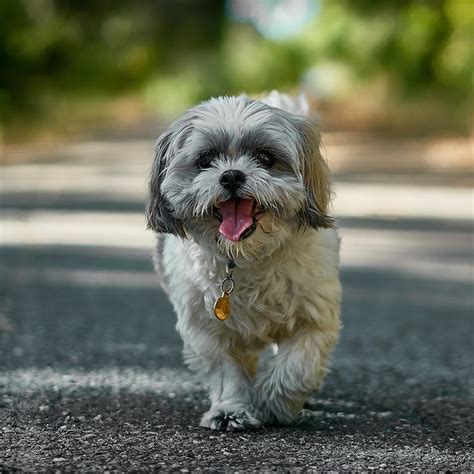 What Helps A Constipated Shih Tzu