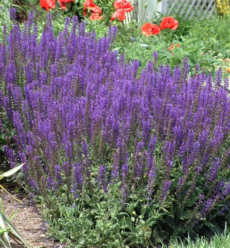 A Popular Variety With Spikes Of Violet Purple Flowers That Emerge In