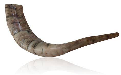 Large Polished Ram Horn Shofar