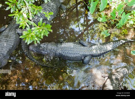 American Alligator Mississippiensis Alligator Hi Res Stock Photography
