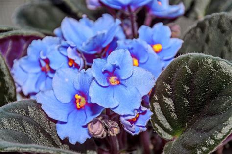 Violet Saintpaulias Flowers Commonly Known As African Violets Parma
