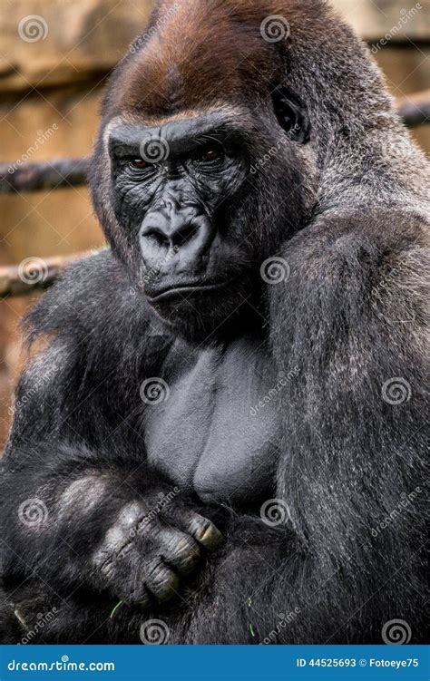 Gorilla Primate Stock Image Image Of Large Monkey Animals 44525693