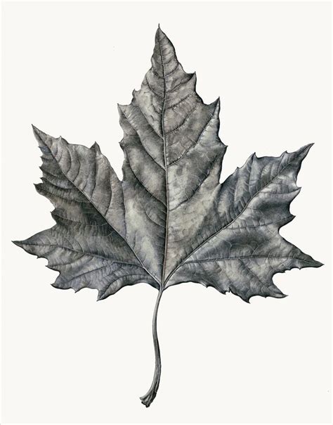 Maple Leaf Drawing Graphite Drawings Leaf Drawing