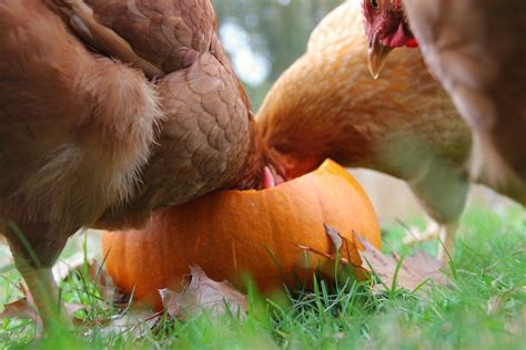 Can Chickens Eat Pumpkin And Pumpkin Seeds Are There Benefits