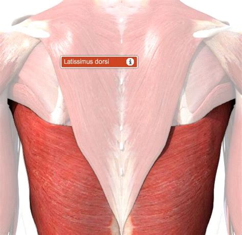 Whether human, dog, or cat, the flank is the area on the side on the body on both sides. This website is awesome! It lets you peel back layers of the body. Definitely a great study tool ...