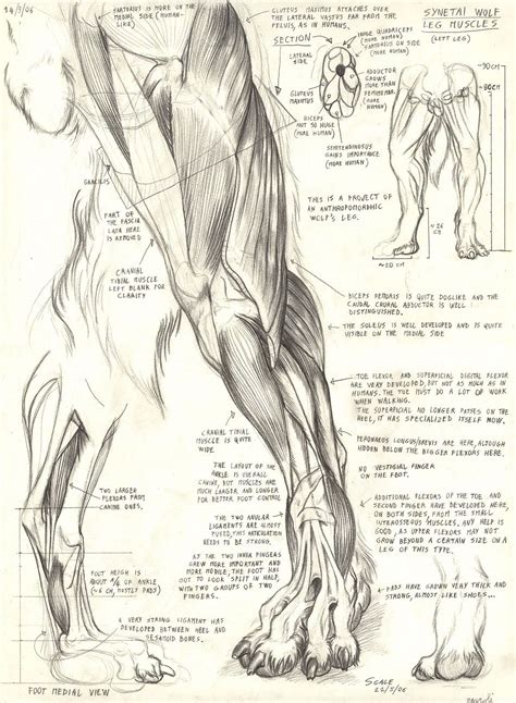 Synetai Wolf Leg By Alessio Scalerandi On Deviantart Feline Anatomy