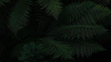 Wallpaper Fern Leaves Green Dark Plant Hd Widescreen High