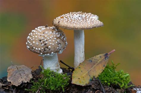 Biological Classification Fungi Quiz Biology Ease