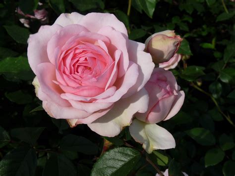 Nina Von Stauffenberg Klimrozen Rosarium Lottum