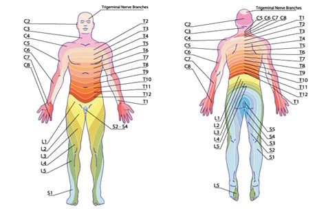 Locating And Alleviating Pain With The Dermatome Chart E My XXX Hot Girl