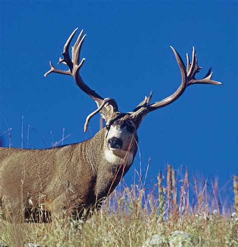 The State Of Colorados Mule Deer Western Hunter