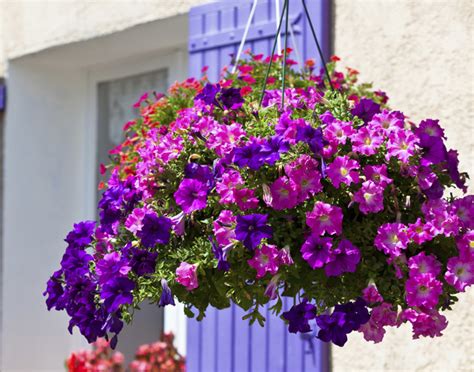 Plantas colgantes artificiales para macetas, jardineras, repisas o balcones. Balcon Con Plantas Colgantes / Plantas para Jardines ...