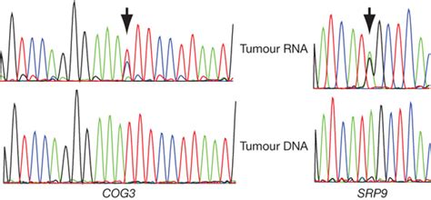 Rna Editing In Cog3 And Srp9sanger Sequence Traces From The