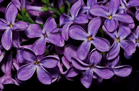 Free Images Nature Flower Purple Petal Bloom Spring Botany