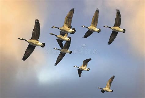Flock Of Canada Geese Flying In V Formation Stock Image Image Of