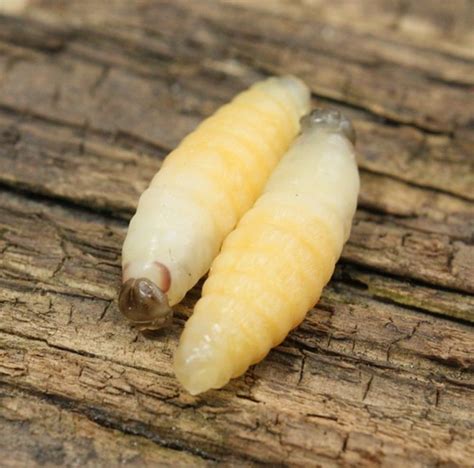 Wasp Larvae Flickr Photo Sharing