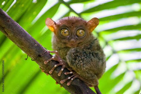 Phillipine Tarsier Tarsius Syrichta The Worlds Smallest Primate Cute