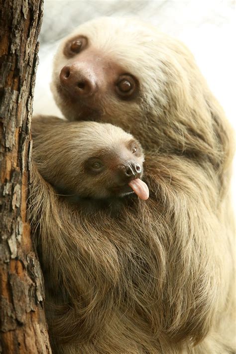 Baby Hoffmans Two Toed Sloth Aysan Sticks Her Tongue Out In Our Photo