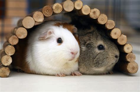 Helpful Tips To Care For Multiple Guinea Pigs Hubpages