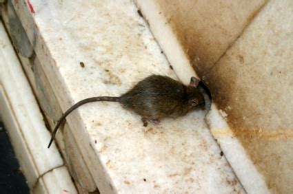 Well you can use rat traps, rodenticides or try sonic repellers. Pest Control Santa Barbara Rodents: Rats, Mice, Gophers, Moles and Voles | So-Cal Pest Control ...