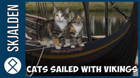 Vikings Sailed With Their Cats Across Europe Youtube