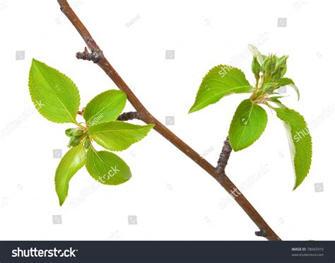 Branch Apple Tree Spring Buds Isolated Stock Photo 78042919 Shutterstock