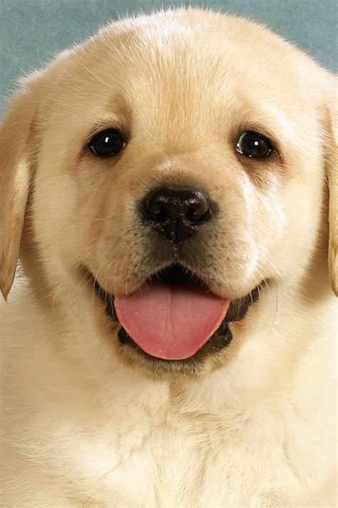 Yellow lab puppy wallpaper wallpapersafari yellow lab wallpaper for puter wallpapersafari retriever yellow yellow lab puppies in hammock cutest paw puppy pictures yellow black and chocolate. Yellow lab puppy to live here. | Cute labrador puppies ...