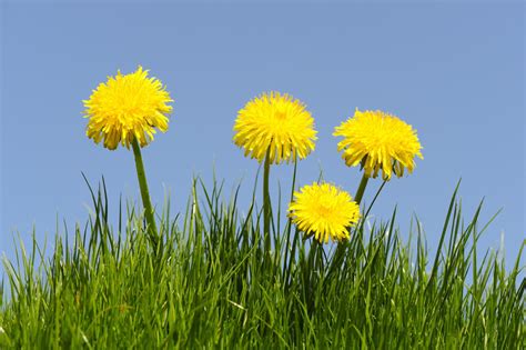 What Can You Make With A Dandelion Flower