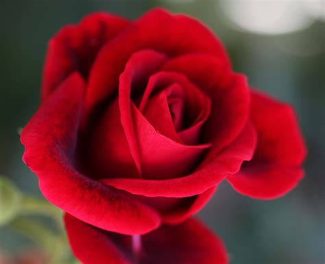 Vedi la nostra foto fiori selezione dei migliori articoli speciali o personalizzati, fatti a mano dai nostri negozi. Immagini Rose Rosse - Sfondi HD (45 Foto) | Bonkaday.com