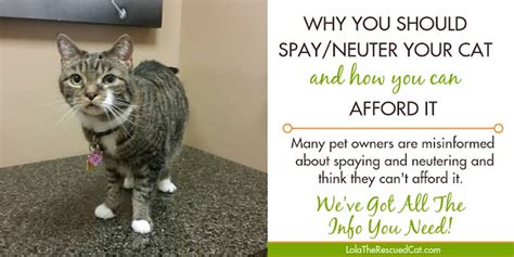 Why You Should Spayneuter Your Cat And How You Can Afford It Lola