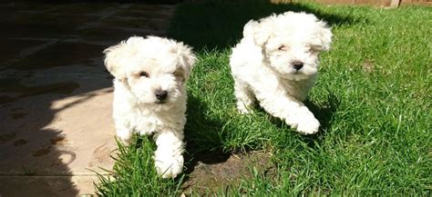 Given their size they are also a perfect fit for living. Maltipoo Puppies For Sale | North Capitol Avenue, Lansing, MI #218848